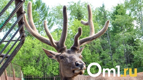 Новосибирцев предупредили о риске заразиться коронавирусом от оленей