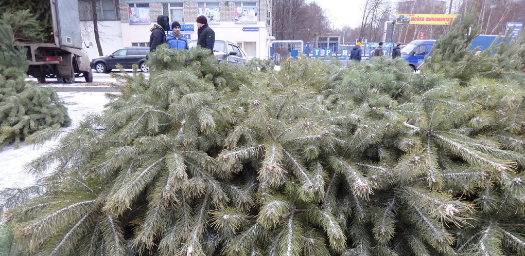 В Омске продавали новогодние елки, которые могли быть заражены вредителями