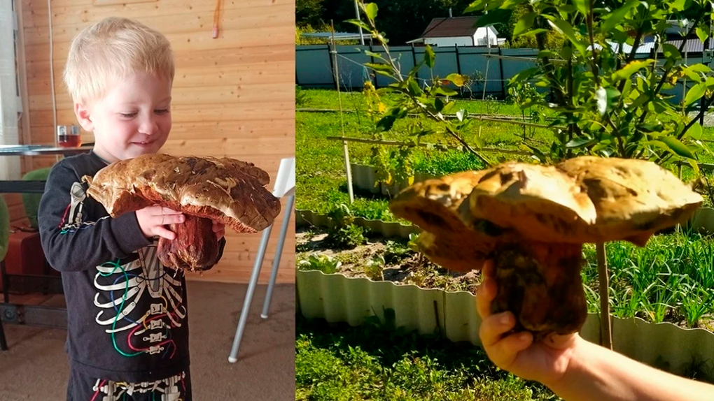 Сатанинский ядовитый гриб нашла жительница Новосибирска в Краснодарском крае