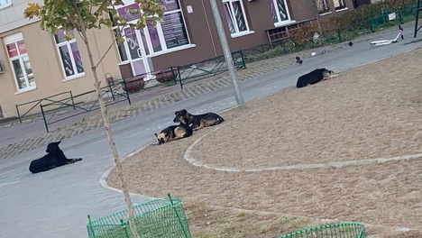 «Окружили мальчишку и начали гавкать»: омичи пожаловались в соцсетях на стаю собак на Левобережье