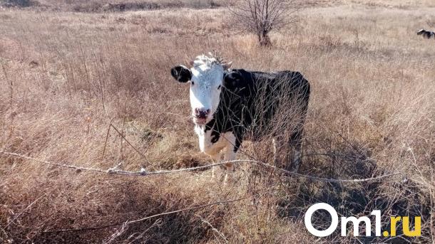 В Омской области распространилась болезнь, вызывающая опухоли