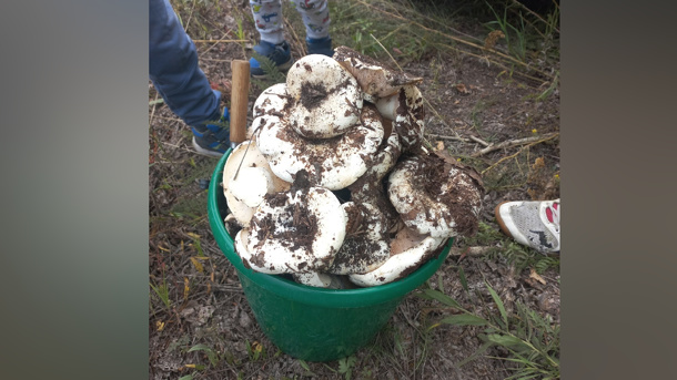 Вывозят вёдрами: о небывалом урожае груздей рассказали новосибирские грибники