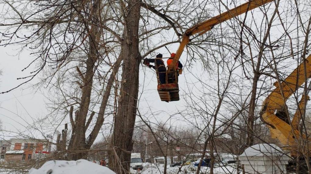 В центре Омска специалисты УДХБ «омолаживают» аварийные деревья