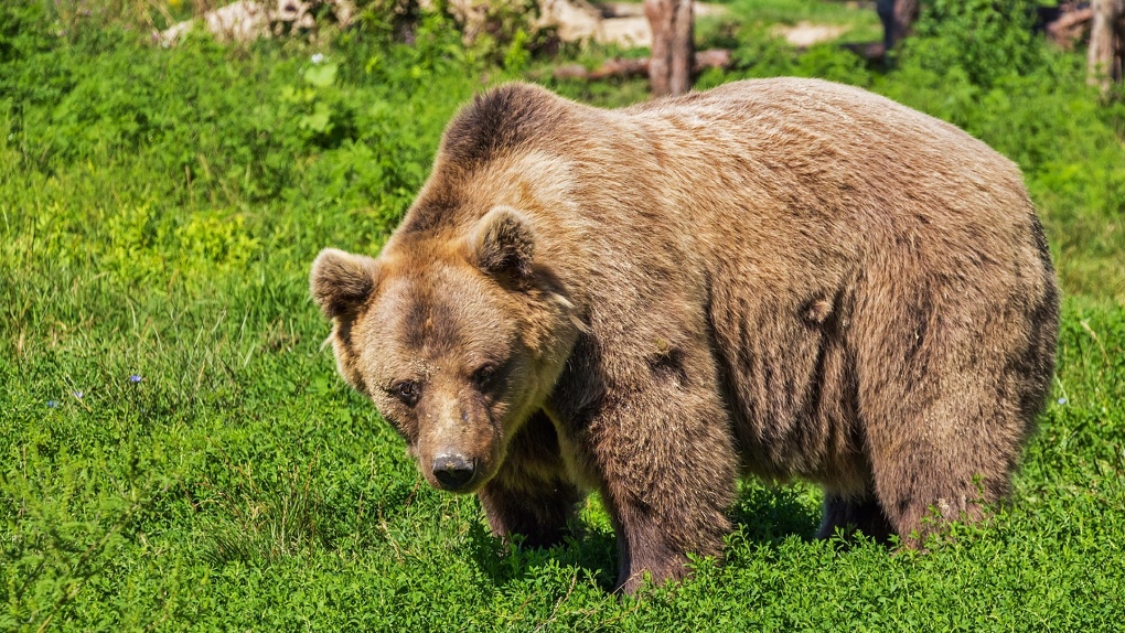 Застрелить  не главное. В Минприроды Новосибирской области рассказали, как борются с дикими медведями