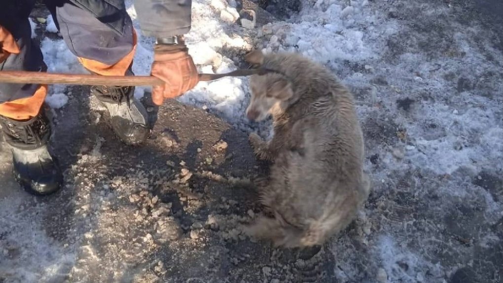 Омские дорожники спасли собаку из смертельной ловушки