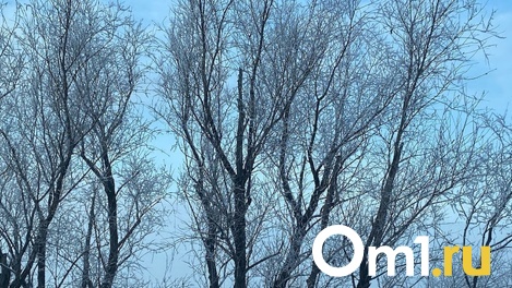 Волки в Омской области начали выходить из леса к людям