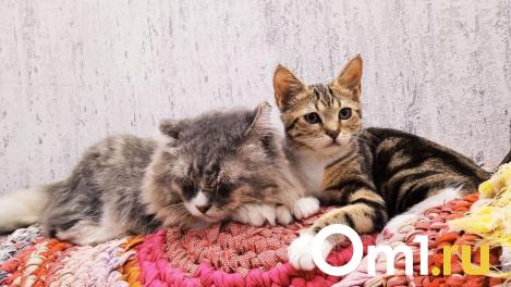 Омичи требуют наказать малолетнюю живодёрку, которая убивает котят. Это фейк