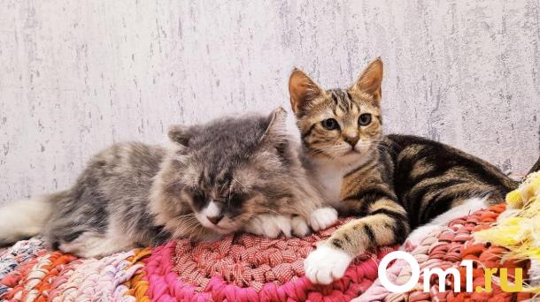 Омичи требуют наказать малолетнюю живодёрку, которая убивает котят. Это фейк