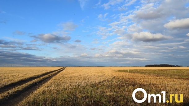 «Ситуация сложилась уже критическая»: аномальная погода может уничтожить урожай в Омской области