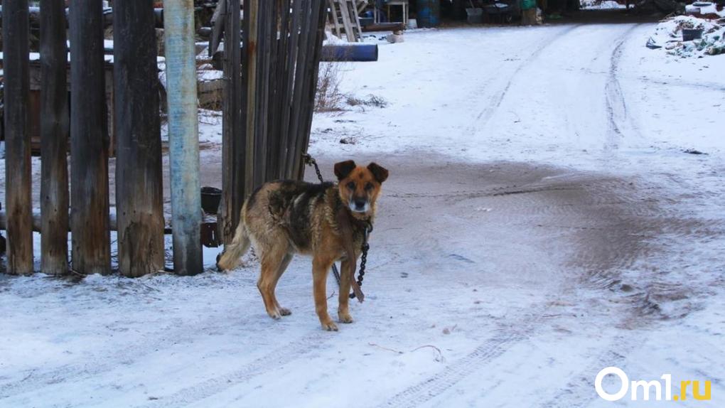 Испугались салюта. В новогоднюю ночь в Омске массово потерялись собаки