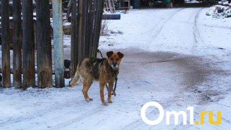 Испугались салюта. В новогоднюю ночь в Омске массово потерялись собаки