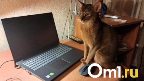 Шестеро омичей за сутки пострадали от рук интернет-мошенников