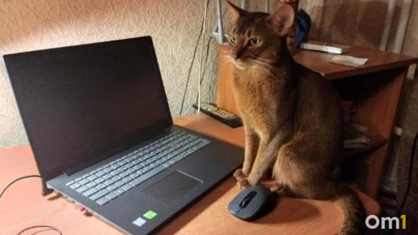 Шестеро омичей за сутки пострадали от рук интернет-мошенников