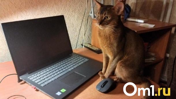 Шестеро омичей за сутки пострадали от рук интернет-мошенников