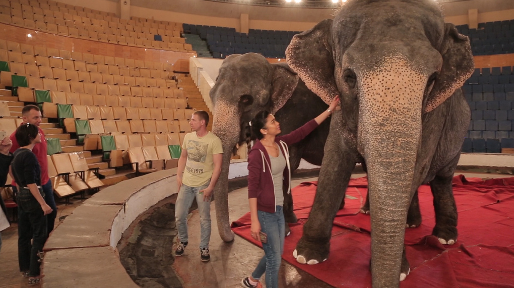 На площади у цирка в Омске будут выгуливать слонов