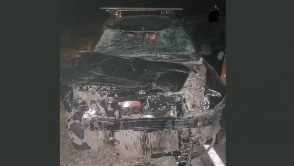 Омский водитель насмерть сбил лошадь, которая внезапно выбежала на трассу