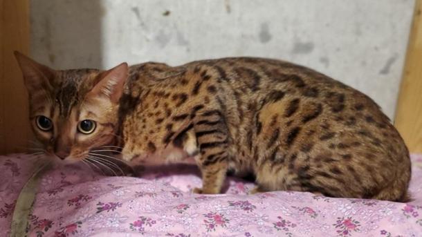 В арендованном омском помещении нашли 27 брошенных кошек