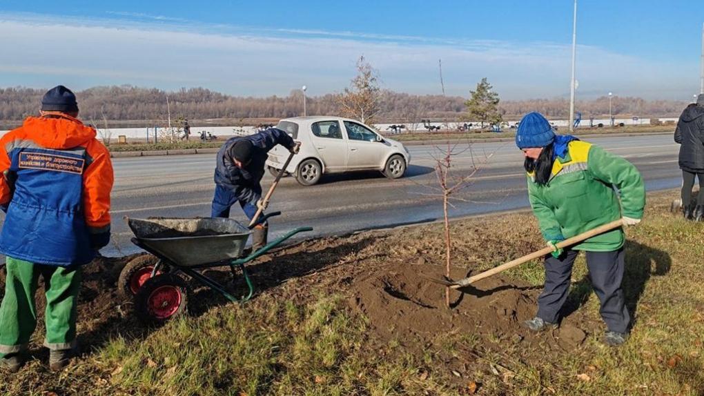 На омской набережной высадили 50 яблонь