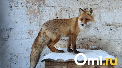 В Омске на Левобережье обнаружили дикую лису