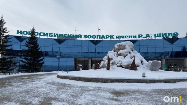 «Не пускает брата погулять»: забавное видео с манулами снял посетитель Новосибирского зоопарка