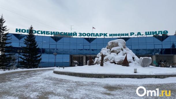 «Не пускает брата погулять»: забавное видео с манулами снял посетитель Новосибирского зоопарка