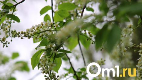 Сегодня в Омске ожидается приятная весенняя погода