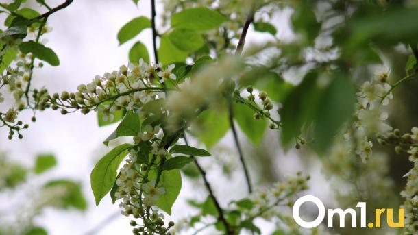 Сегодня в Омске ожидается приятная весенняя погода