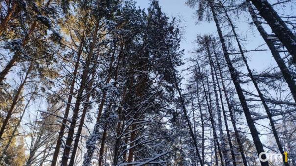 2024 год встретит новосибирцев резким похолоданием
