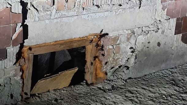 Гигантские тараканы заполонили подвал одного из домов в Оби
