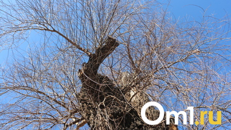 Стало известно, куда свозят вырубленные деревья в Омске