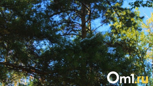 В Омске ищут подрядчика для защиты и охраны лесов