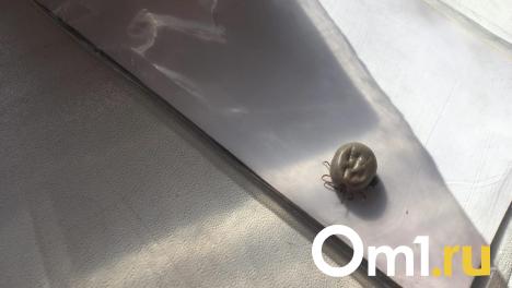 Минздрав НСО: иммуноглобулин не гарантирует защиту от клещевого энцефалита