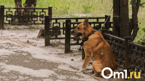 В Омске бездомные собаки за один день напали на двоих детей