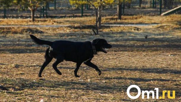 В Омской области 7-летнего ребёнка покусала соседская собака