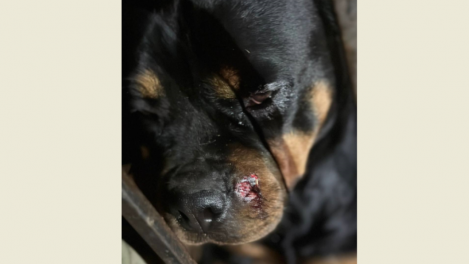 Против омича, расстрелявшего собаку, не стали возбуждать уголовное дело