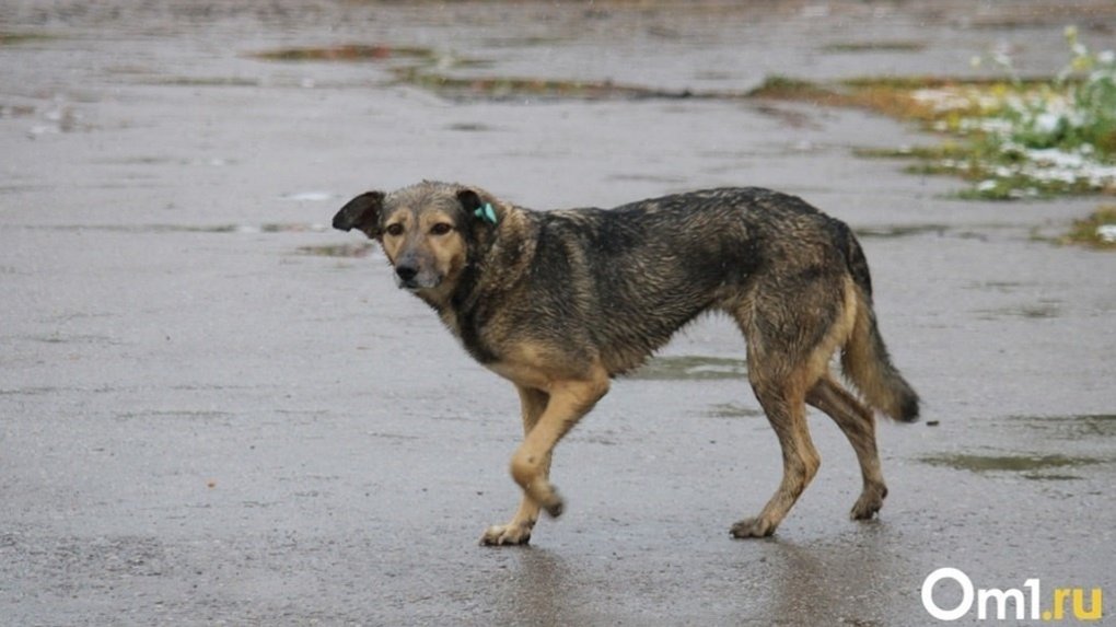 В Омске прокуратура взяла на контроль ситуацию с бездомными собаками, которые окружили детскую площадку
