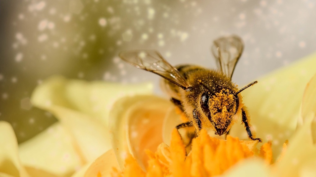 В Омской области массово гибнут пчёлы