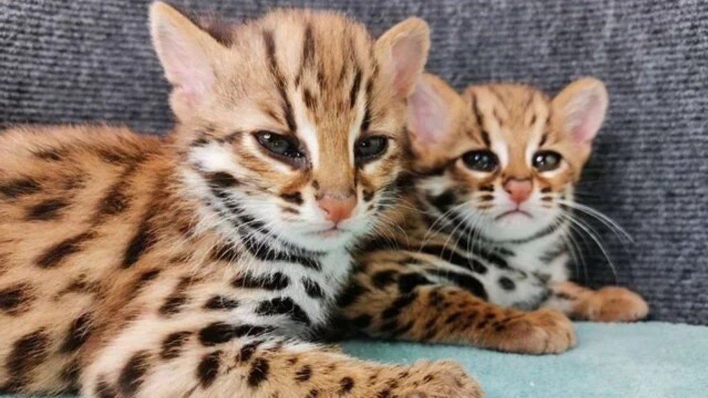 За 148 тысяч рублей в Новосибирске продают котят азиатской леопардовой кошки