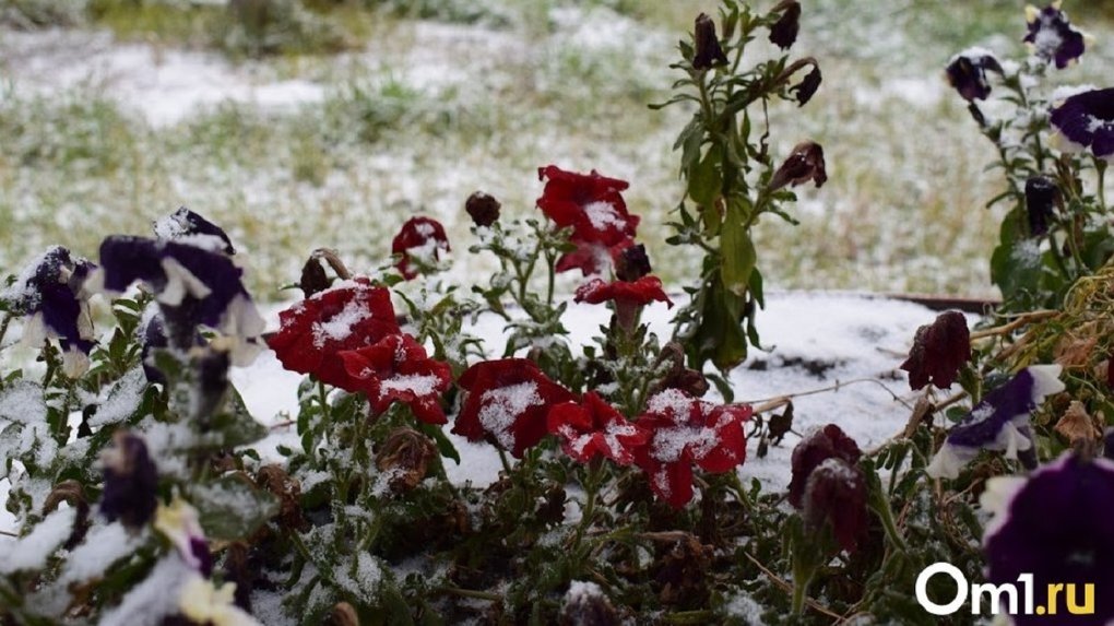 В Омской области объявили штормовое предупреждение из-за заморозков до -7 градусов