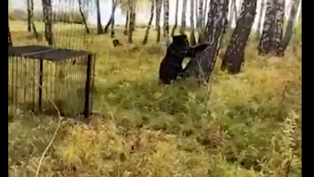 Медвежонка, мать которого разорвала барана и свинью, спасли в Новосибирской области. ВИДЕО