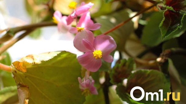 В Омске из-за урагана закрывали дендросад имени Гензе и дендропарк имени Комиссарова