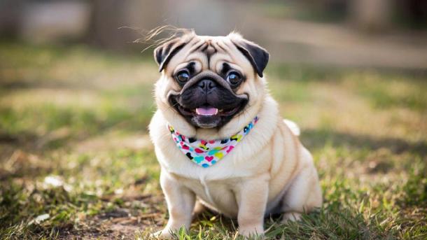 Мопса с пакетом на голове утопили в Озере — что грозит владельцам собаки?