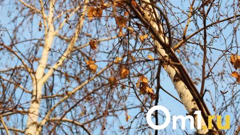 Мужчина выпилил березовую рощу в Омской области в охраняемой зоне