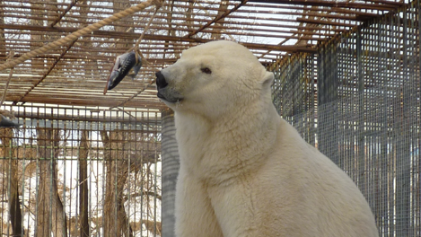 Некоторые омичи смогут бесплатно посетить Большереченский зоопарк