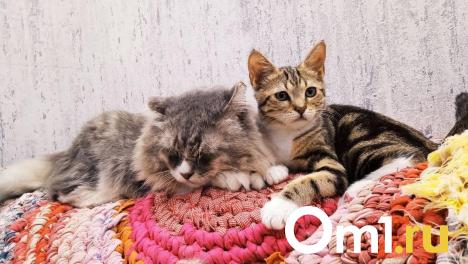 В Омске за 1,7 миллиона продают бизнес-антистресс