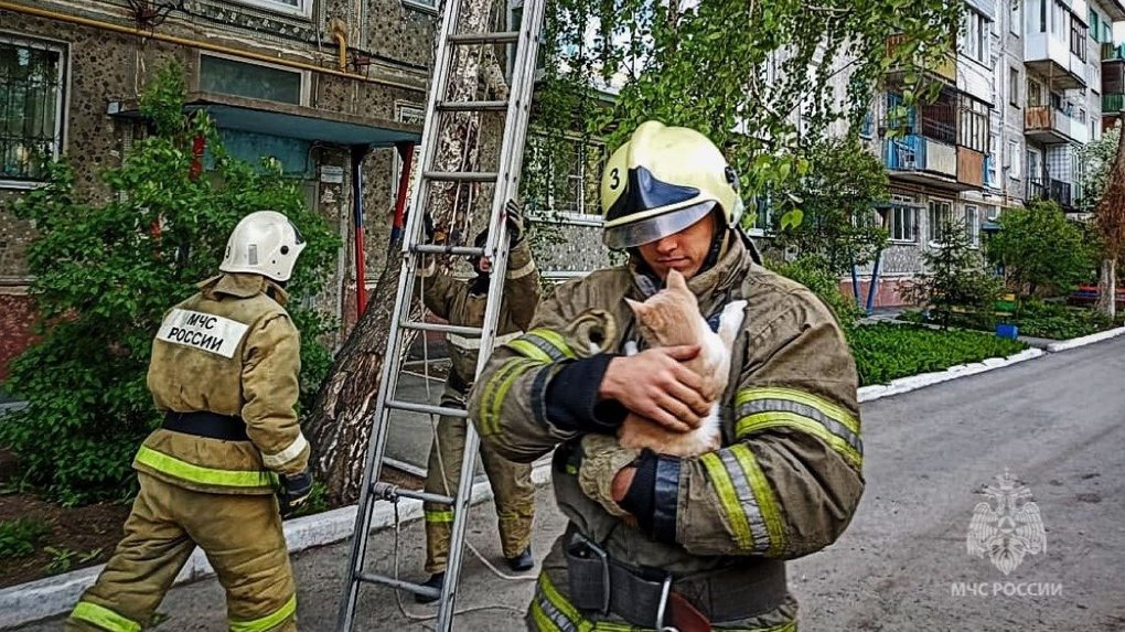 Омские пожарные спасли кота, который всю ночь просидел высоко на дереве