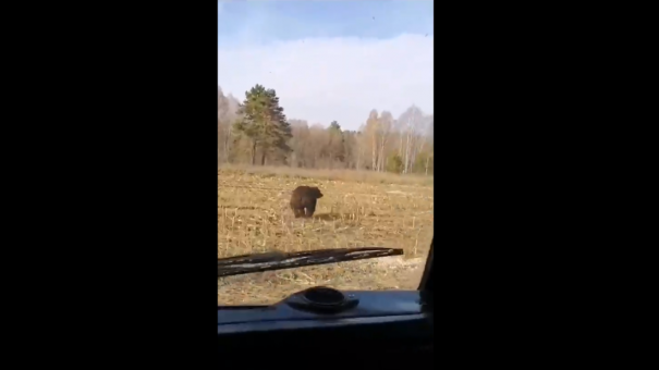 Медведя прогнали с поля громкими сигналами в Новосибирской области