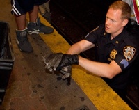 Два котенка парализовали работу нью-йоркского метро