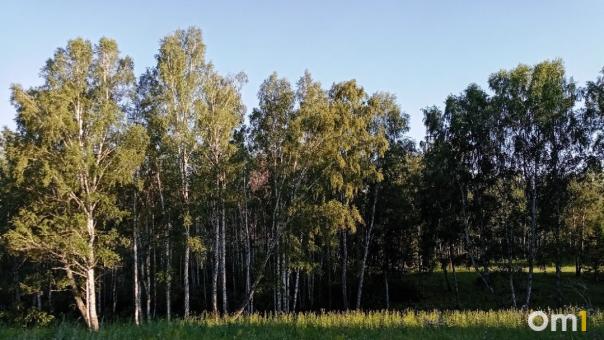Жителя Омской области заставляют вернуть больше миллиона рублей за незаконную вырубку берёз