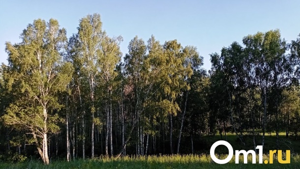 Жителя Омской области заставляют вернуть больше миллиона рублей за незаконную вырубку берёз